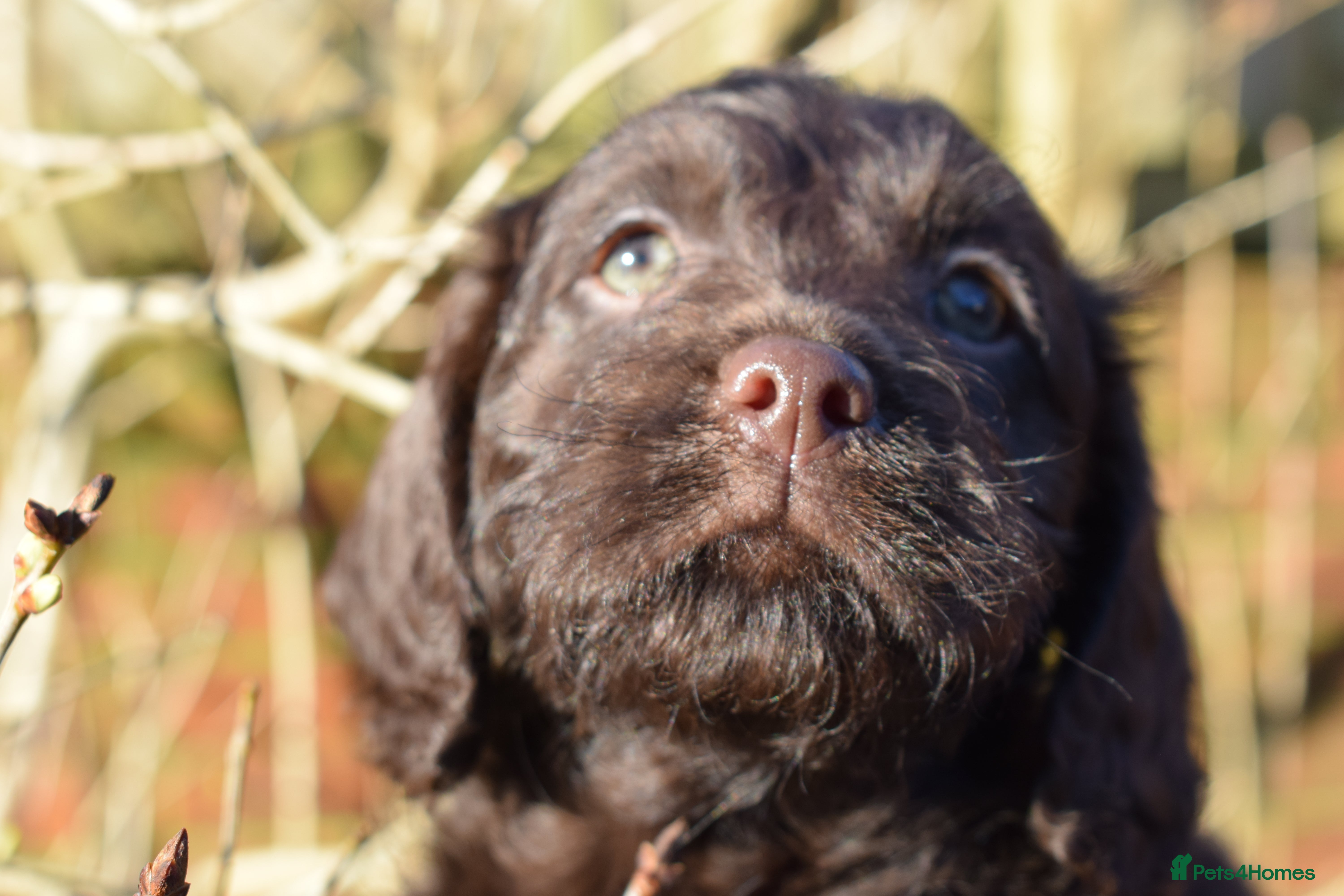 Mixed Breed dogs ✨Australian Labradoodles Genetics Clear✨ - Advert 2