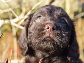 Mixed Breed dogs ✨Australian Labradoodles Genetics Clear✨ - Advert 2