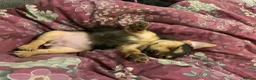 Jack Russell dogs for sale: Female Jack Russell  in Brierley Hill - Advert 4