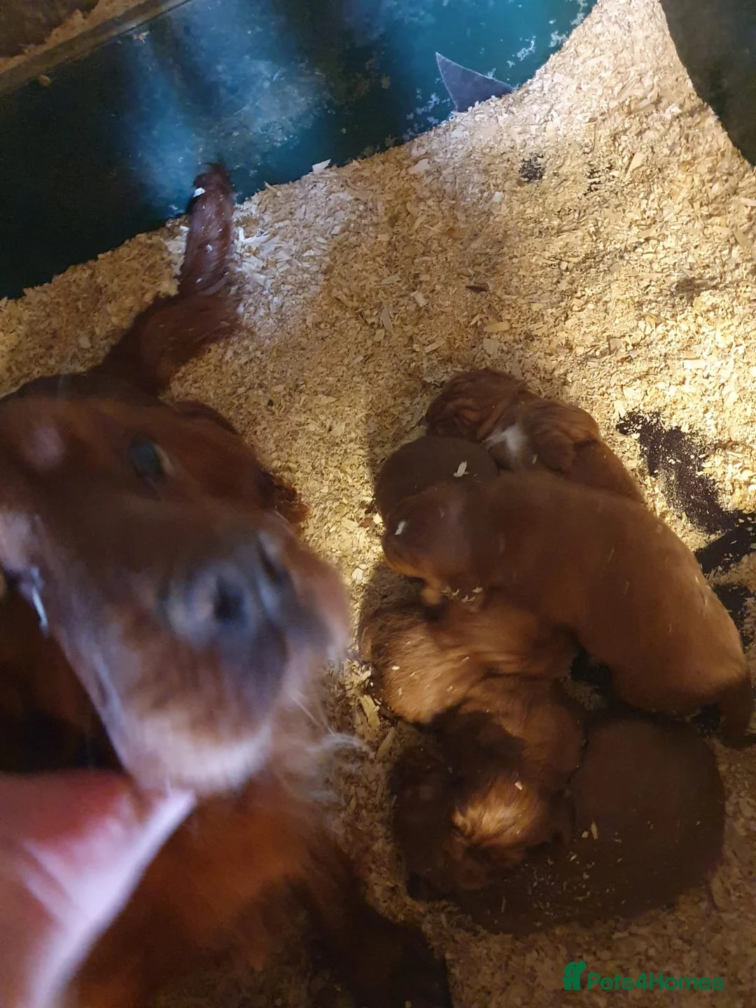 Cocker Spaniel dogs for sale: cocker spaniel puppies - Advert 7