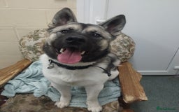 Akita dogs for adoption: Nakita - Image 3