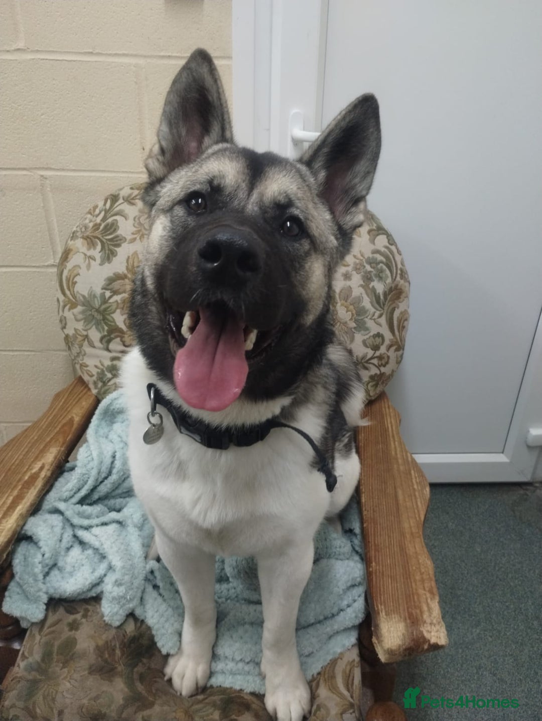 Akita dogs for adoption: Nakita - Image 3