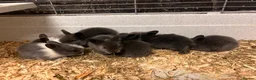 Lionhead rabbits for sale: Double Lionhead Baby Rabbits - Advert 2
