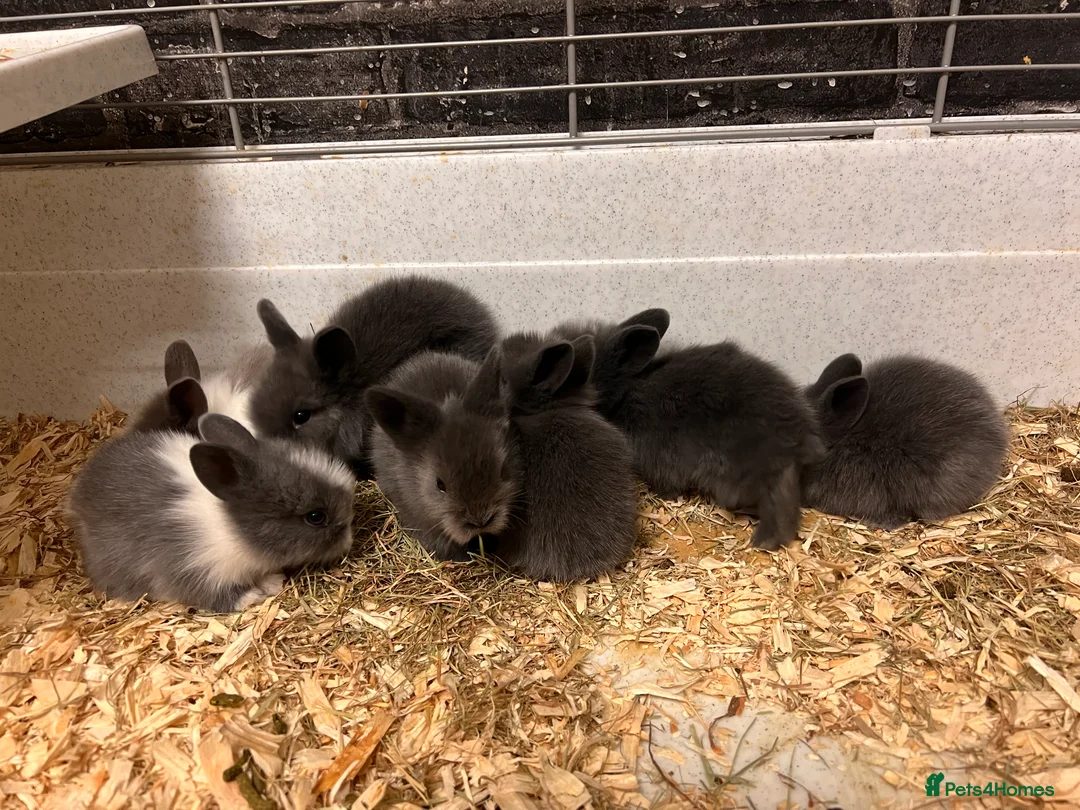 Lionhead rabbits for sale: Double Lionhead Baby Rabbits - Advert 2