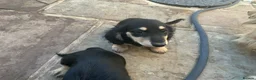 Dachshund dogs for sale: Dashound puppy’s - Advert 2