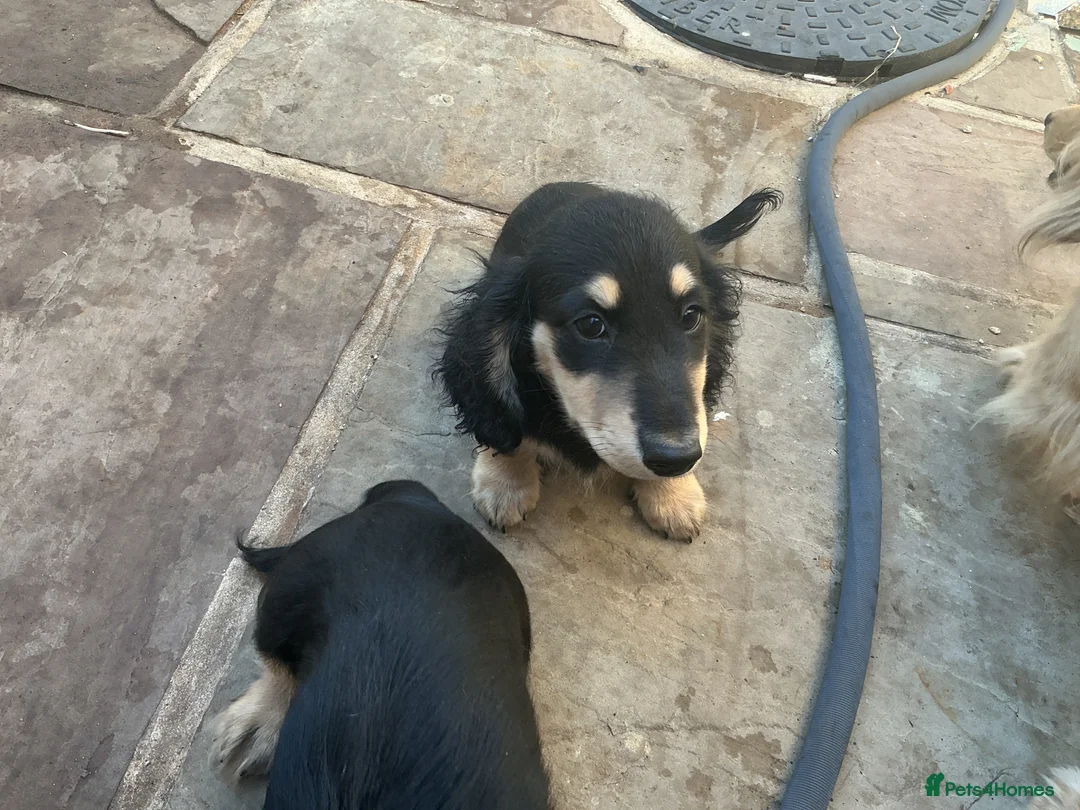 Dachshund dogs for sale: Dashound puppy’s - Advert 2