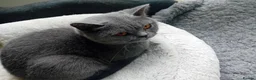 British Shorthair cats for sale: Grand champion sired - Advert 20