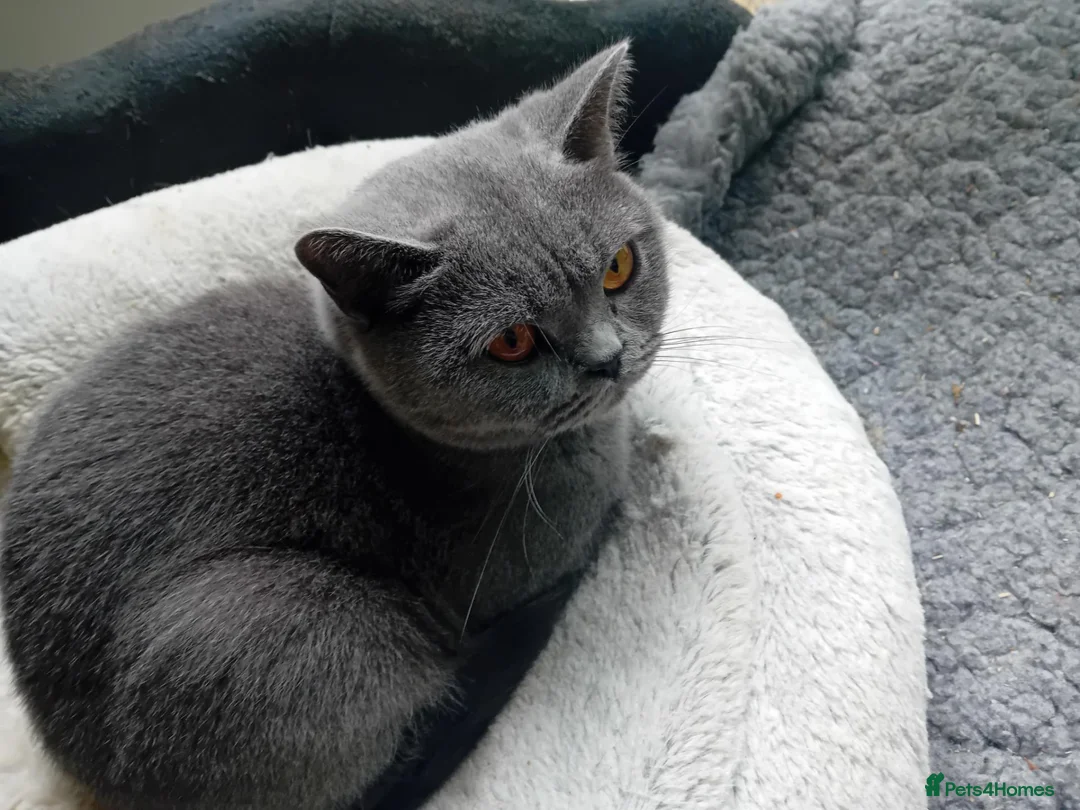 British Shorthair cats for sale: Grand champion sired - Advert 20
