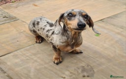 Miniature Dachshund dogs for sale: Beautuful small Blue dapple girl - Image 3
