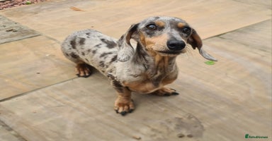 Miniature Dachshund dogs - Advert 3