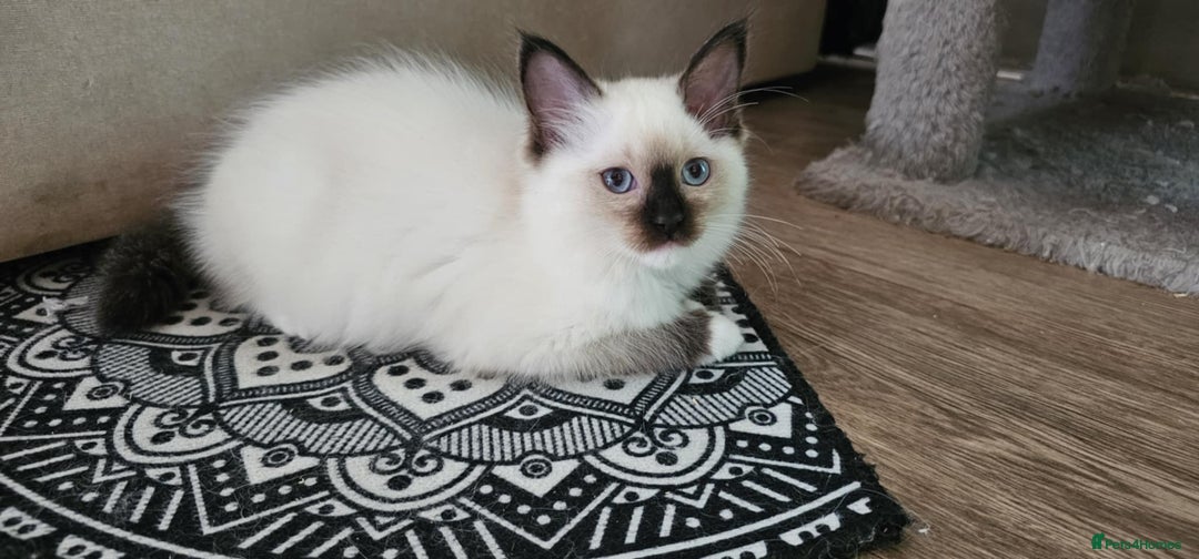 Ragdoll cats for sale: The last three cuddles - Image 3