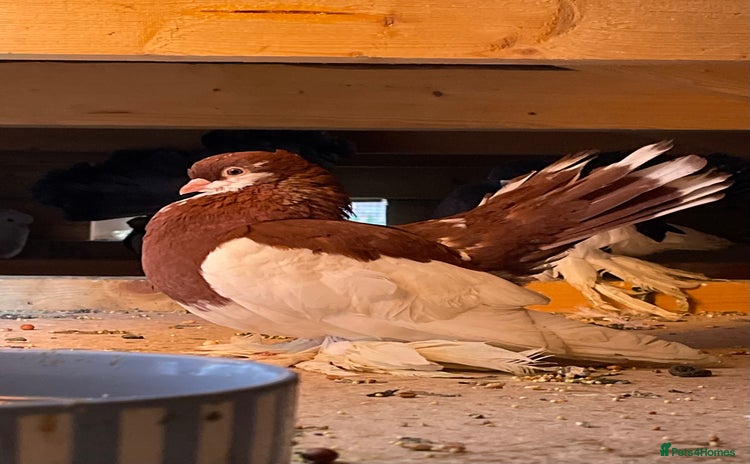 Pigeons birds - Advert 1