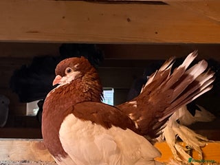 Pigeons birds - Advert 1