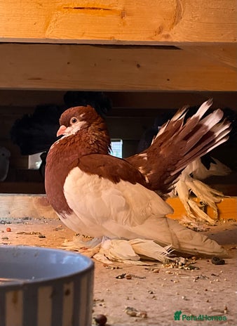 Pigeons birds - Advert 1