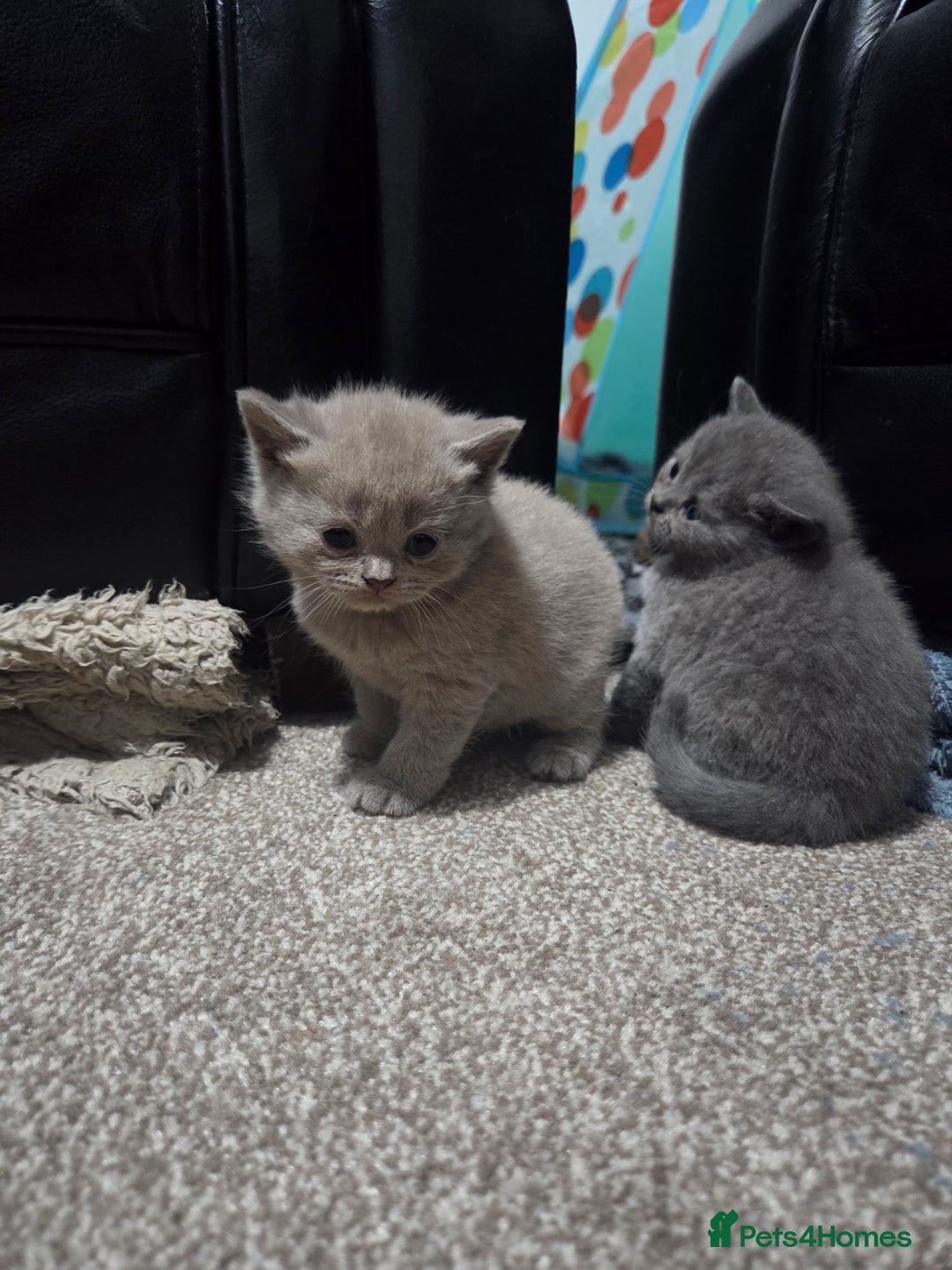 British Shorthair cats for sale: British short hair kittens - Image 6