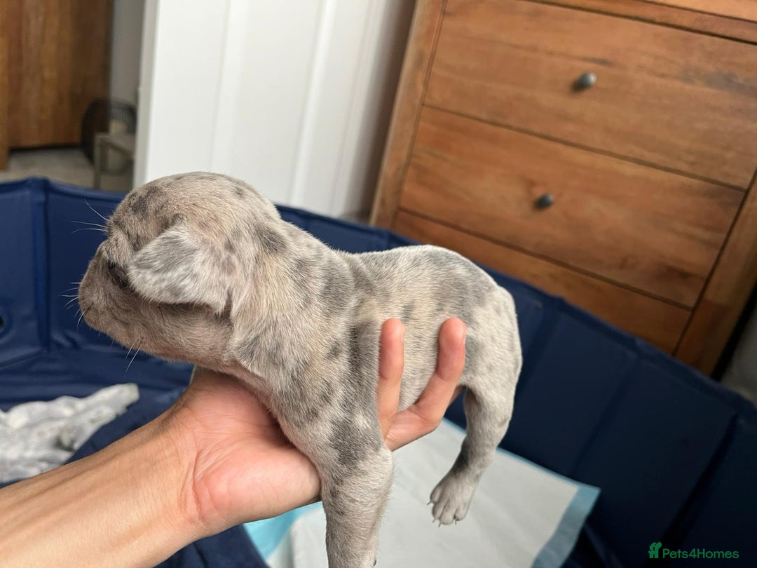 French Bulldog dogs for sale: Multi Coloured Merle French Bulldog Pups  - Advert 3