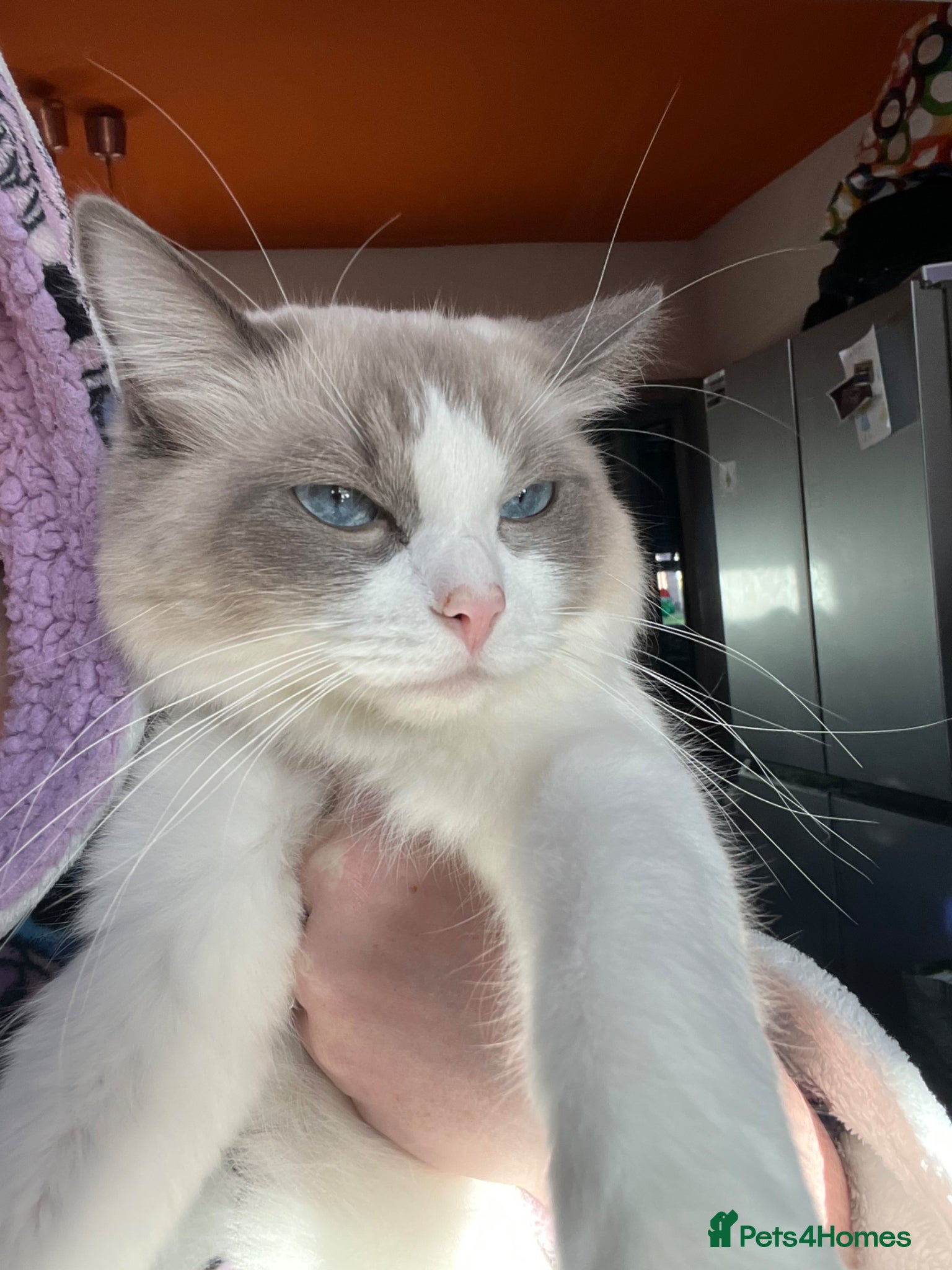 Ragdoll cats for sale: READY NOW RAGDOLL KITTENS  - Advert 9