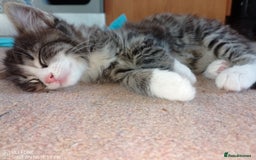 Mixed Breed cats for sale: 9 adorable Disney kitten couples  - Image 12