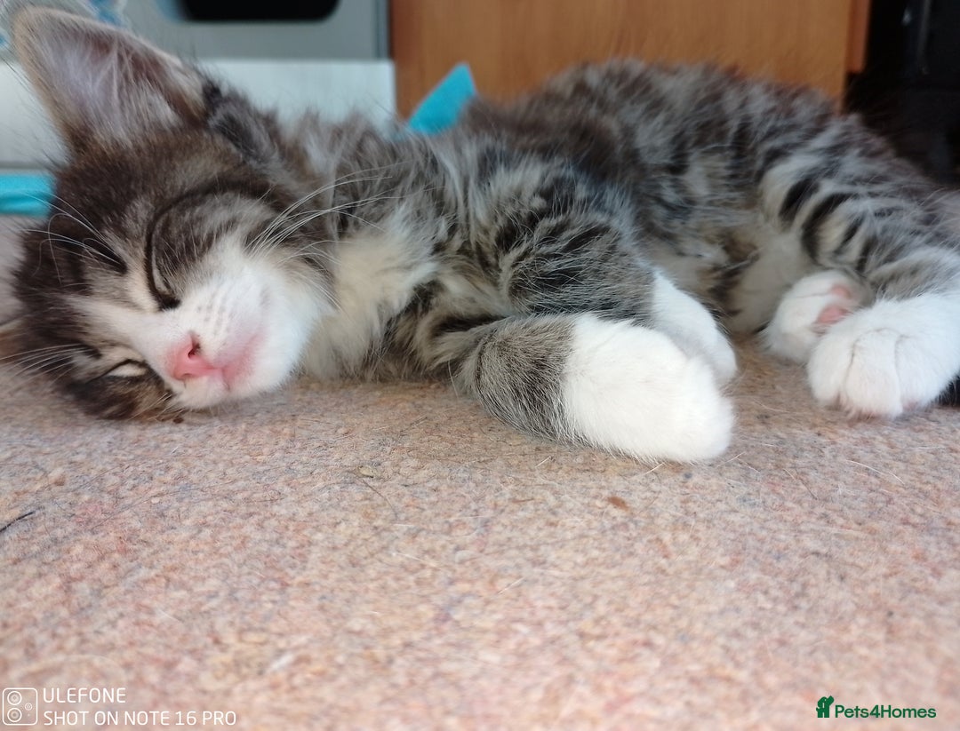 Mixed Breed cats for sale: 9 adorable Disney kitten couples  - Image 12