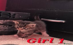 Mixed Breed cats for sale: Gorgeous Tabby x Tuxedo male kitten  - Image 17