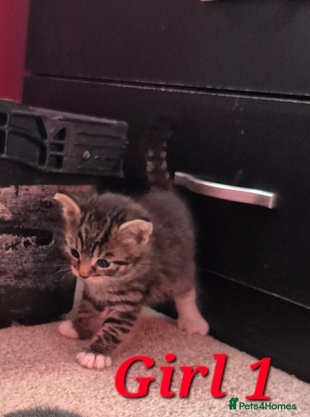 Mixed Breed cats for sale: Gorgeous Tabby x Tuxedo male kitten  - Image 17