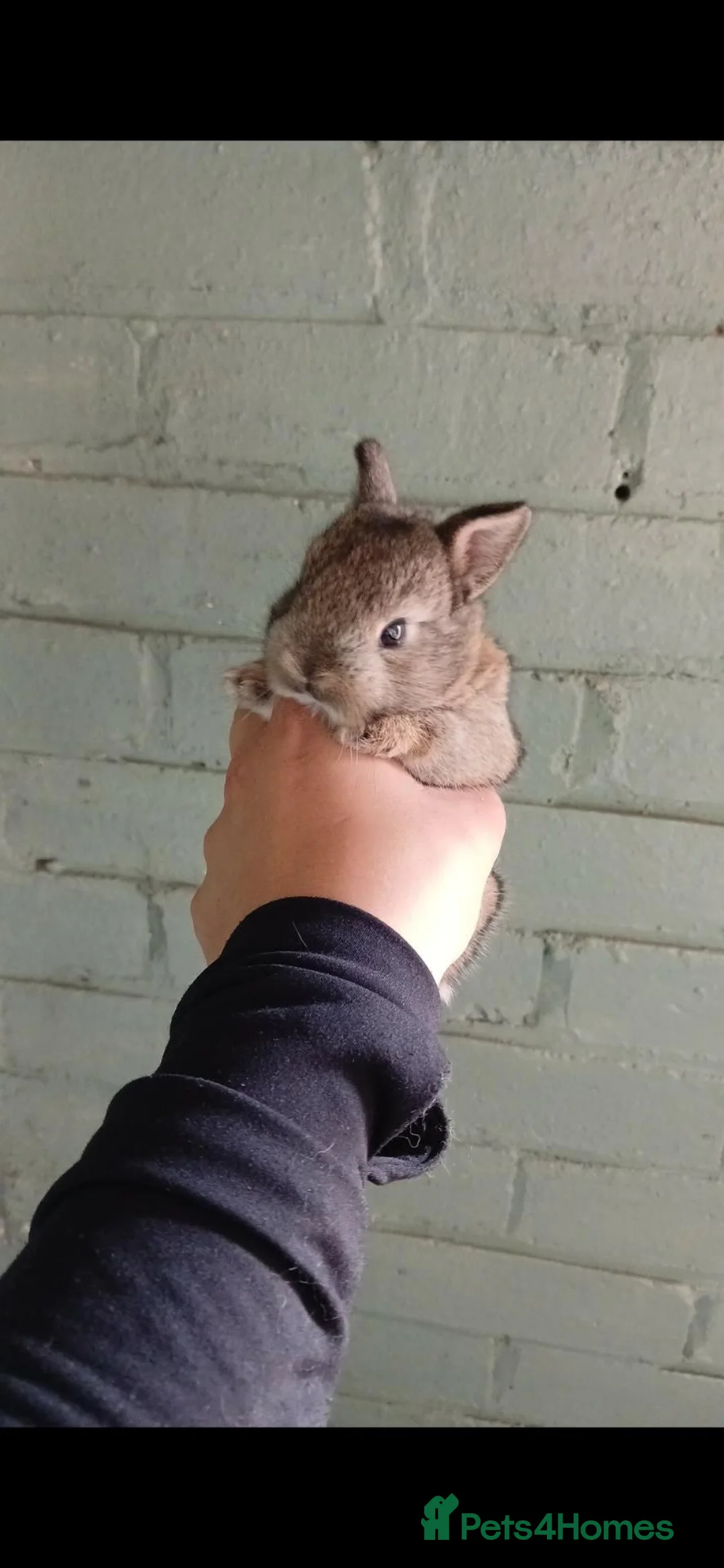 Netherland Dwarf rabbits for sale: Neverland dwarf rabbits in Cheltenham - Advert 2
