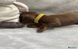 Miniature Dachshund dogs for sale: Miniature dachshund  - Image 13