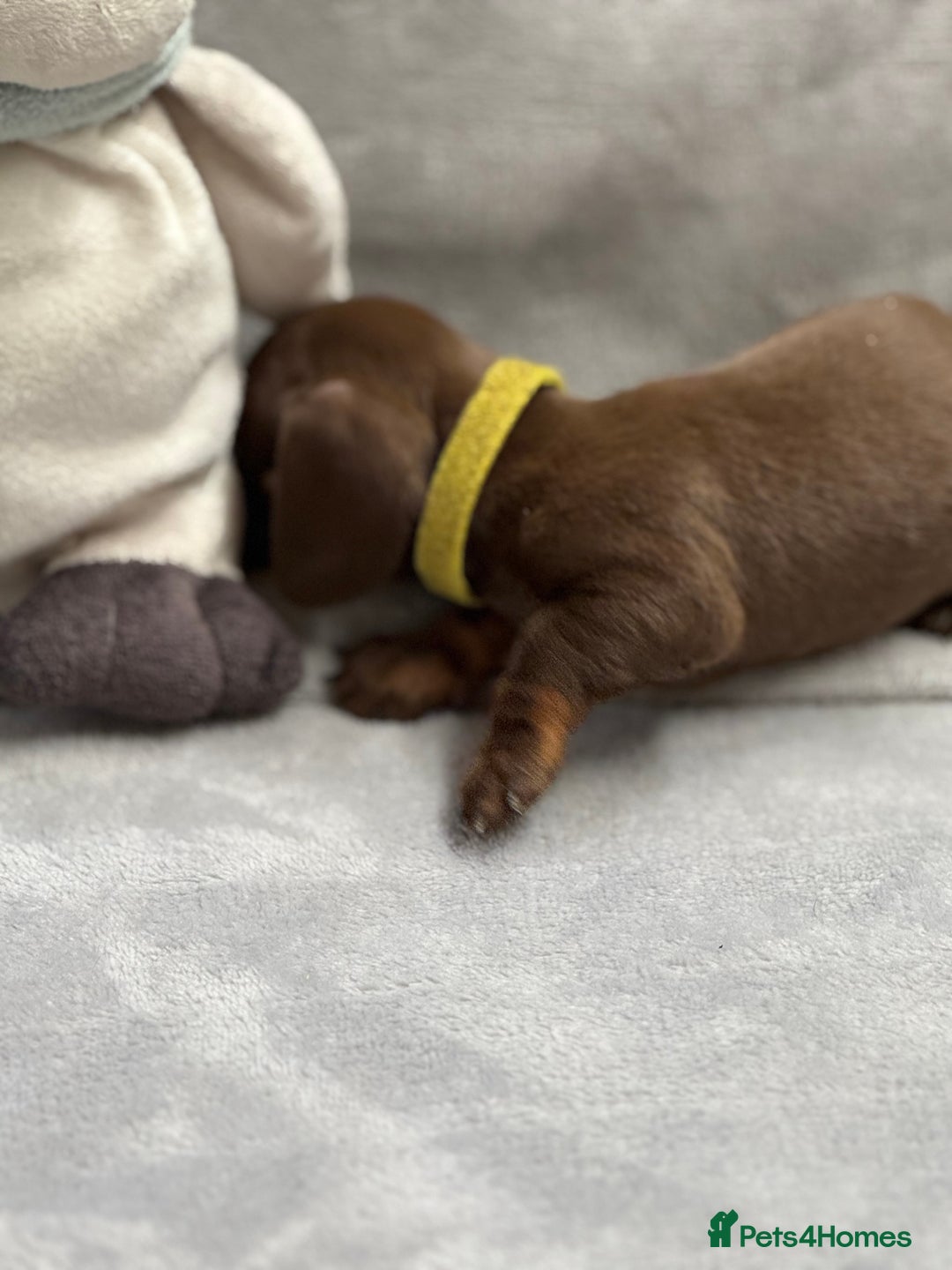Miniature Dachshund dogs for sale: Miniature dachshund  - Image 13