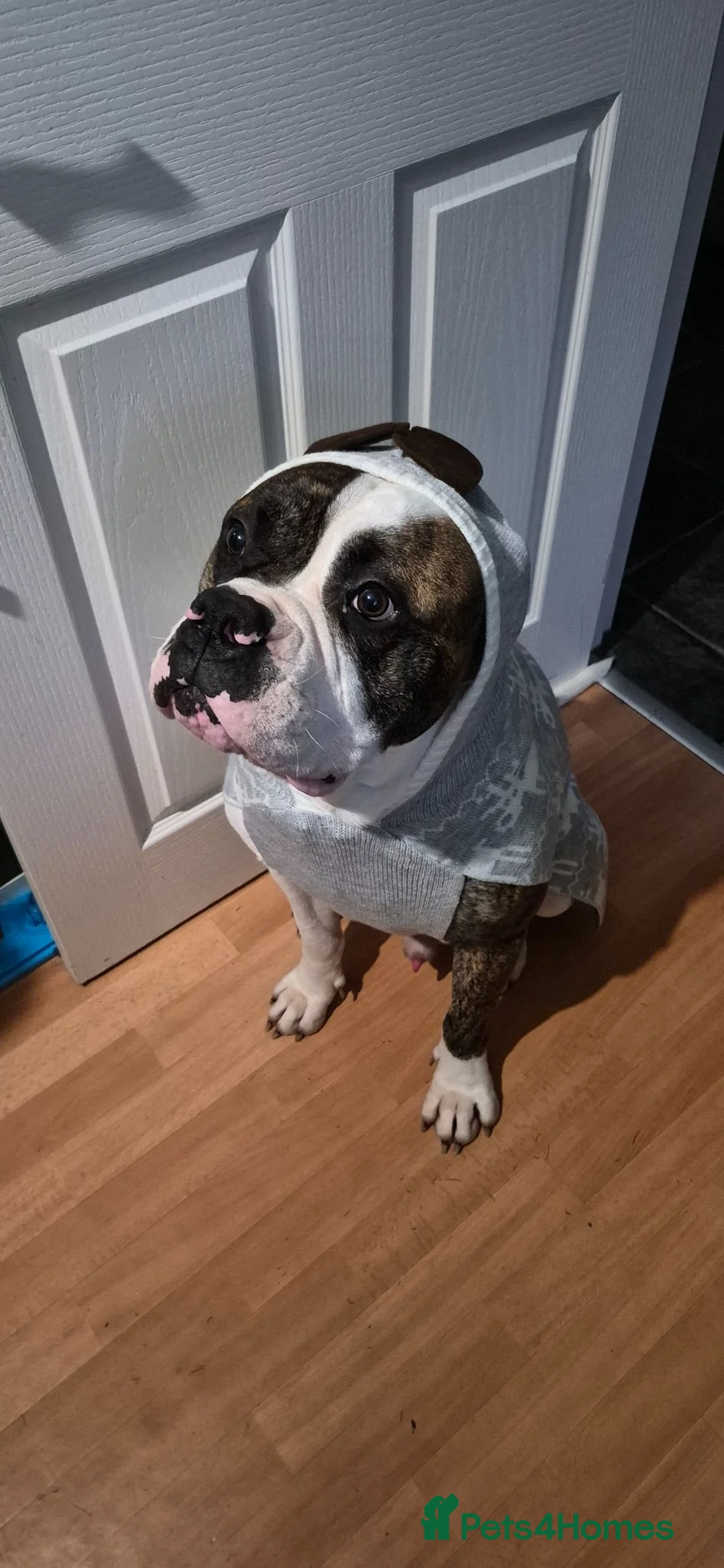 Mixed Breed dogs for sale: Lovely mixed boxer bulldog  in Northampton - Advert 4