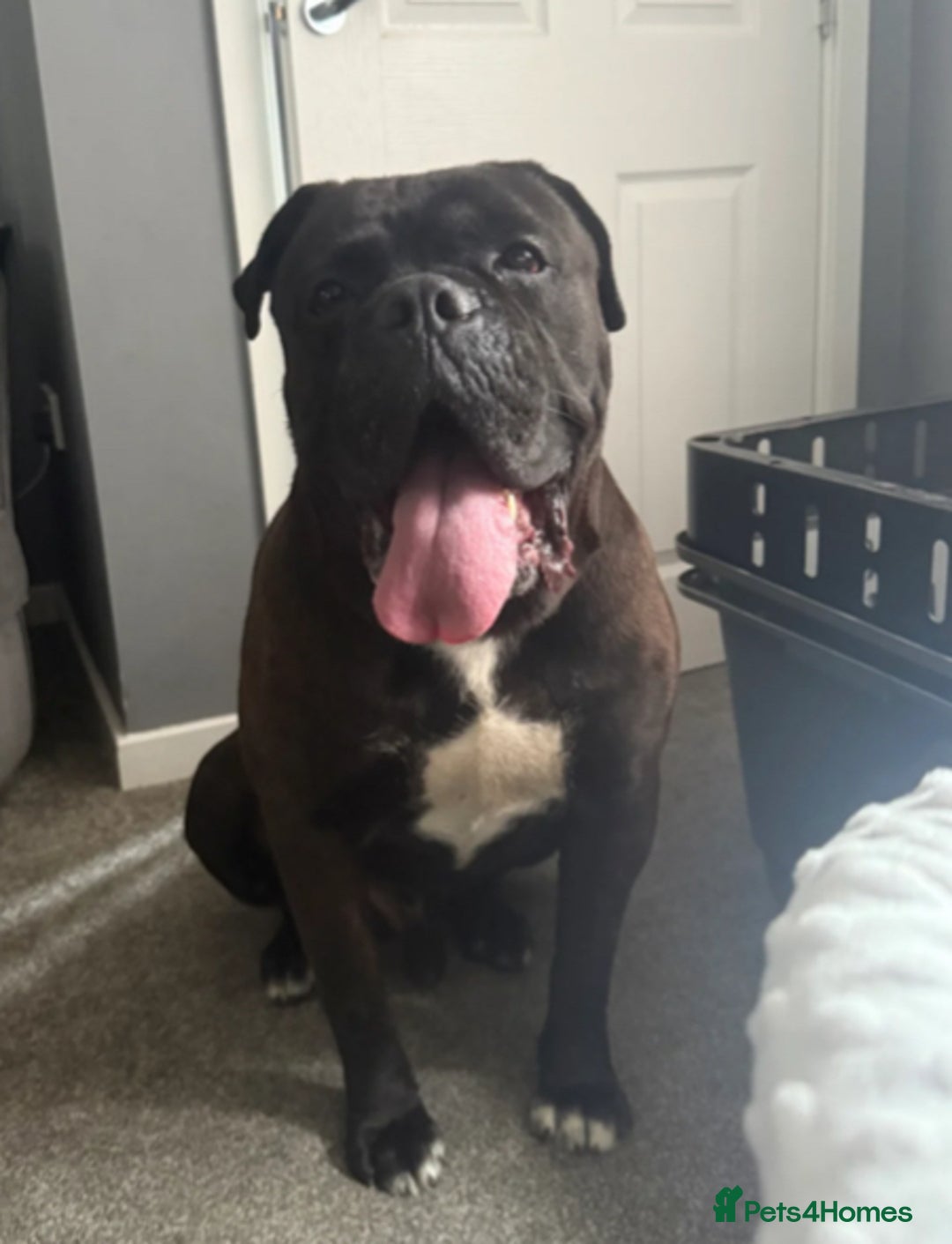 Cane Corso dogs for sale: Cane corso male needs new home - Image 4