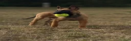 Belgian Shepherd Dog dogs for sale: Extraordinary Belgian Malinois puppies  - Advert 3