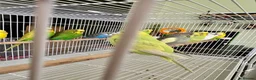 Budgerigars birds for sale: Mixed variety of Budgies For Sale - Advert 6