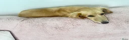Miniature Dachshund dogs for sale: Beautiful KC registered long haired cream girl - Advert 2