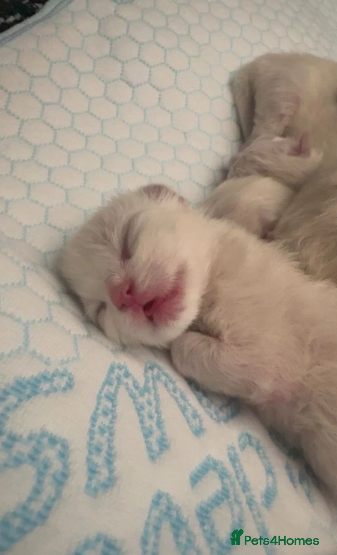 Ragdoll cats for sale: Beautiful Healthy Ragdolls  - Advert 2