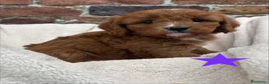 Cavapoo 4