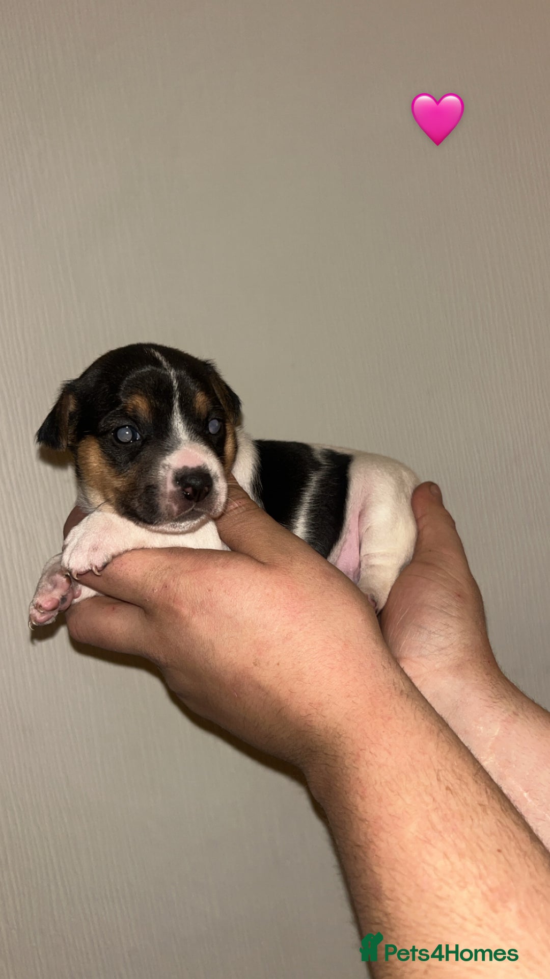 Jack Russell dogs for sale: Jack Russell Pups. 2 girls 2 boys  - Advert 11