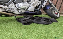Labrador Retriever dogs for sale: Last black lab bitches available  - Image 10