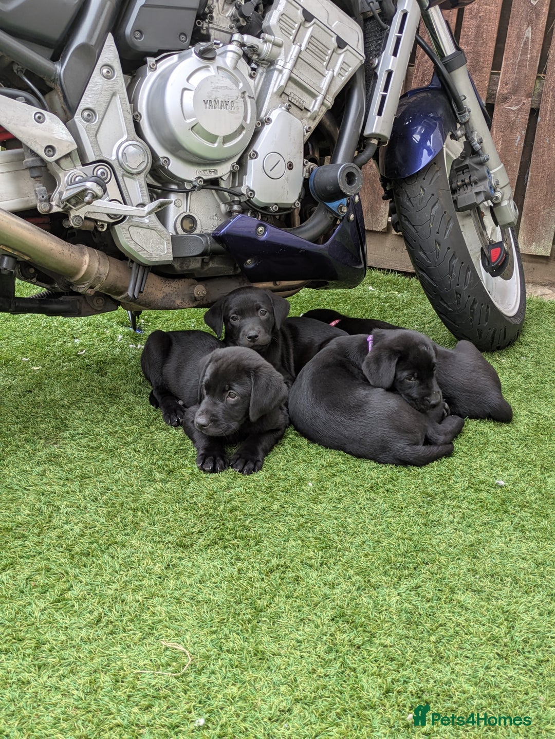 Labrador Retriever dogs for sale: Last black lab bitches available  - Image 10