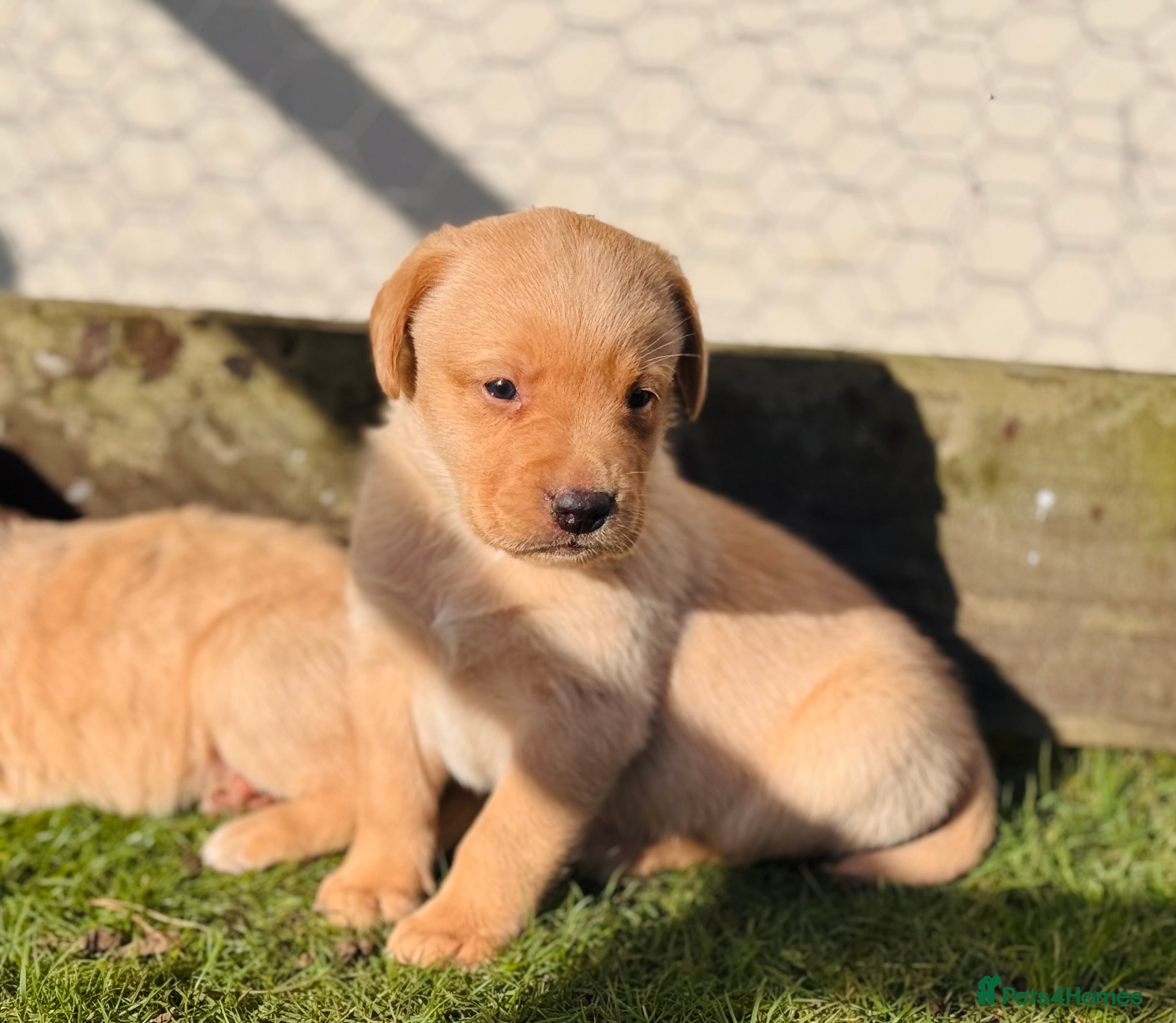 Labrador Retriever dogs Working Labrador Puppies - Advert 5