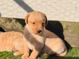 Labrador Retriever dogs Working Labrador Puppies - Advert 5