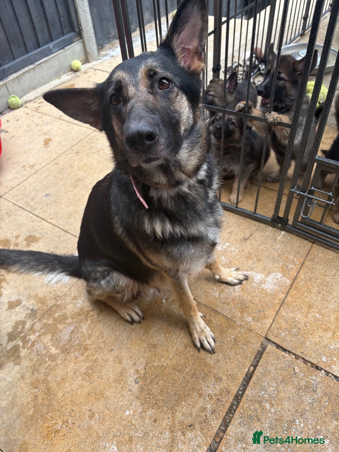 German Shepherd dogs for sale: German Shepard puppies  - Image 17
