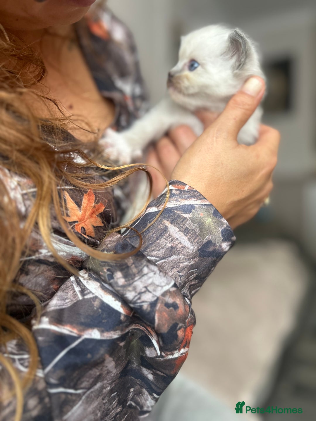 Ragdoll cats for sale: Beautiful pedigree blue point seal point Ragdolls - Image 3