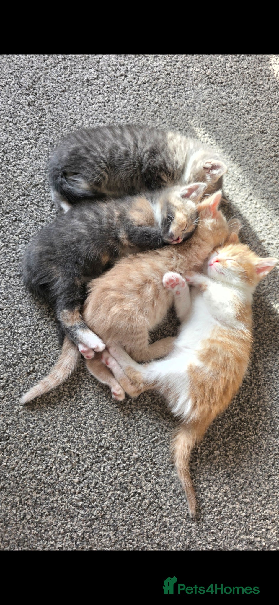 Mixed Breed cats 4 kittens  - Advert 1