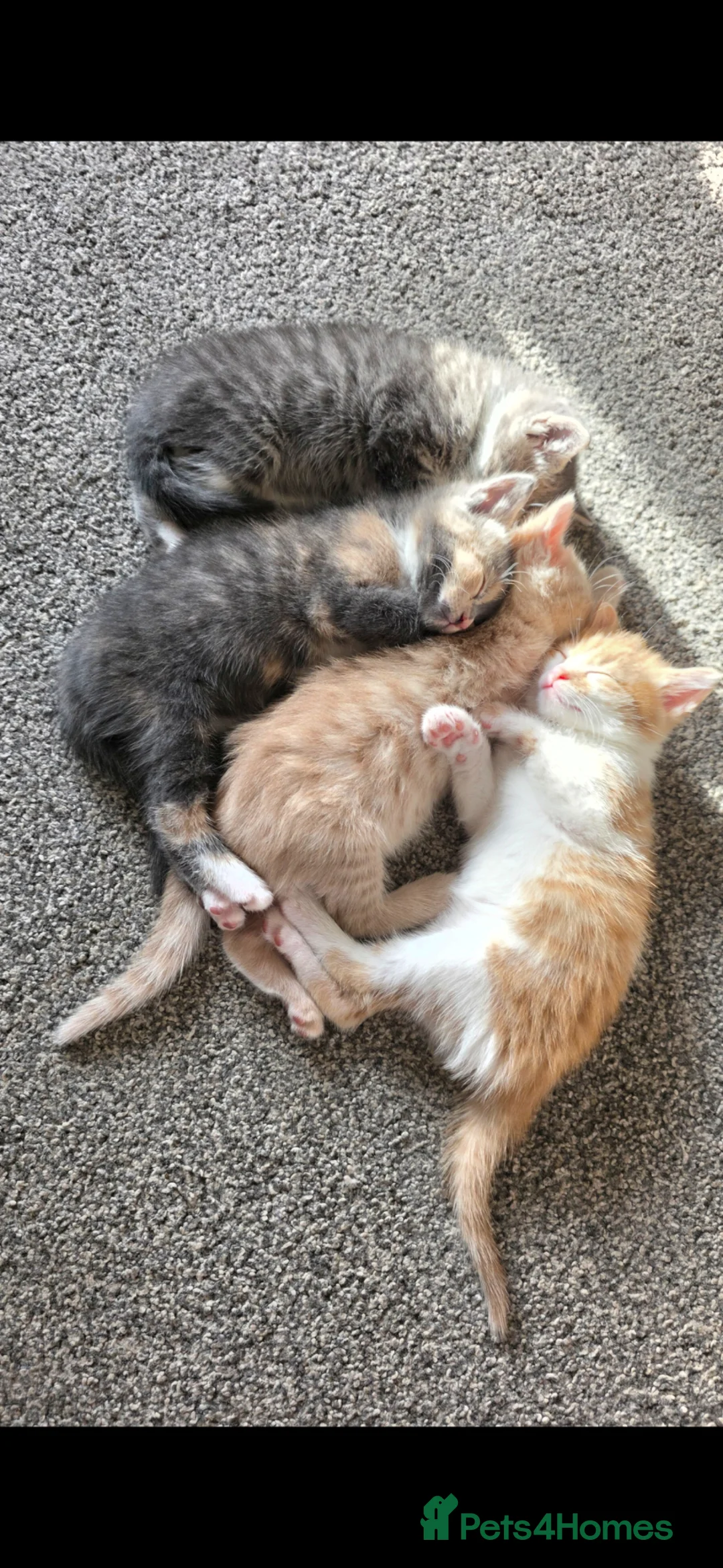 Mixed Breed cats for sale: 4 kittens  - Advert 1