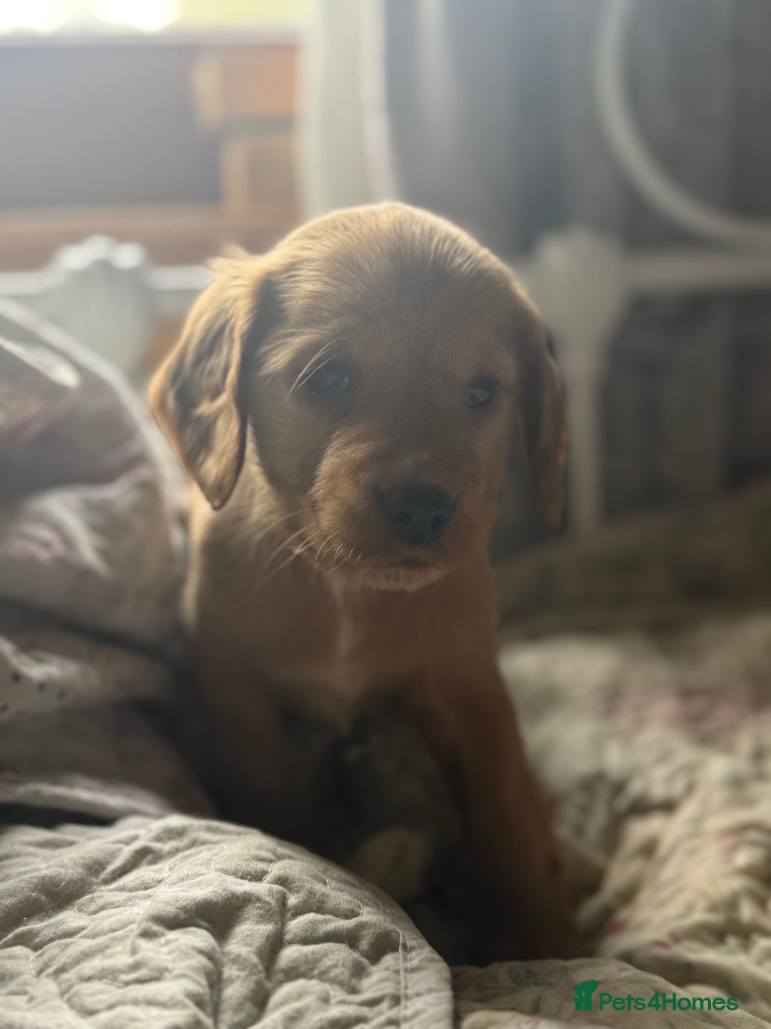 Cocker Spaniel dogs for sale: Beautiful puppies  - Advert 5