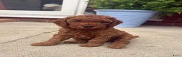 Cavapoo dogs for sale: F1b Cavapoo Puppies - Advert 13
