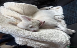 Chihuahua dogs for sale: Gorgeous Female Cream & White chihuahua Puppy.  - Image 19