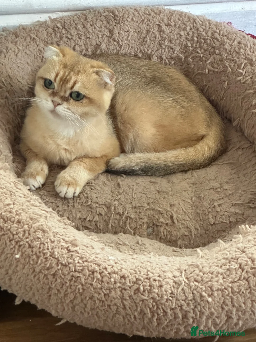 Scottish Fold cats for sale: Scottish fold - Advert 2