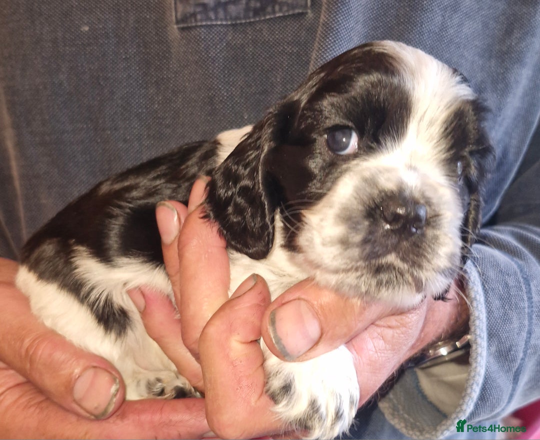 Cockalier dogs for sale: Stunning girls. DNA health tested parents  - Image 10