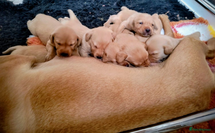 Labrador Retriever dogs - Advert 4